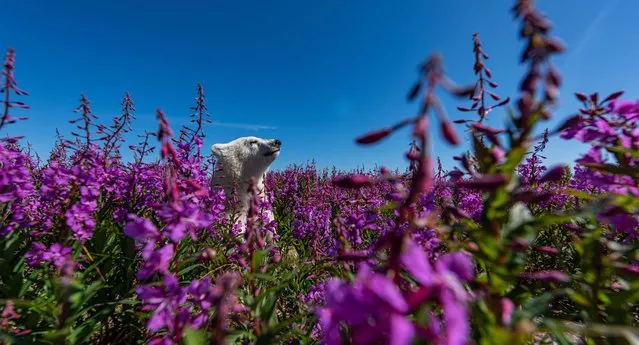 Among the flowers by Martin Gregus, Canada. Martin watched this polar bear cub playing in a mass of fireweed on the coast of Hudson Bay, Canada. Every so often the cub would stand on its hind legs and poke its head up above the flowers to look for its mother. Wanting to capture the world from the cub’s angle, Martin placed his camera at ground level and waited at a safe distance with a remote trigger. Not being able to see exactly what was happening, Martin had to judge the right moment when the bear would pop up in the camera frame. (Photo by Martin Gregus/Wildlife Photographer of the Year)