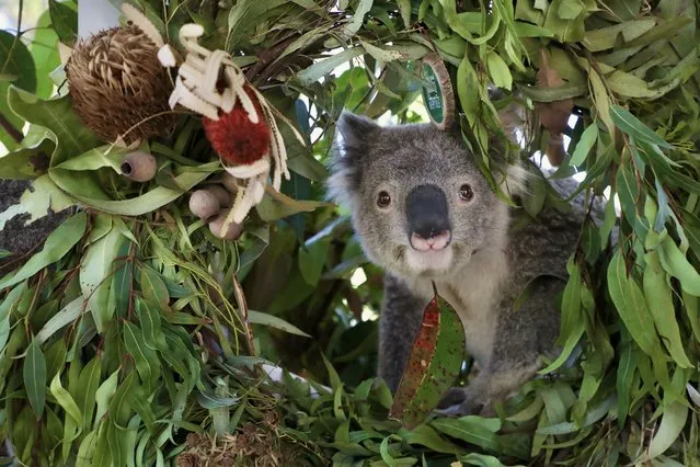 Animals at the Australian Reptile Park have celebrated their first Christmas on December 26, 2022. Animals included Lizzie the wombat joey, Vegemite, Toast, Cheese & Pickles the Tasmanian devil joeys, Olaf the koala joey, as well as other Christmas cuties born this year. (Photo by Australian Reptile Park/Cover Images)