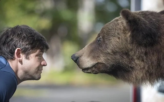 Michael Hirsh, of Olympia, Wash., gets a rare nose-to-nose view of a grizzly bear during his visit to the 27th annual Nisqually Watershed Festival at the Billy Frank Jr. Nisqually National Wildlife Refuge northeast of Olympia, Washington, on Saturday, September 24, 2016. The taxidermy display – which also included a smaller black bear – were on loan from Cabela's sporting goods for the Nisqually Land Trust's educational display. (Photo by Tony Overman/The Olympian via AP Photo)
