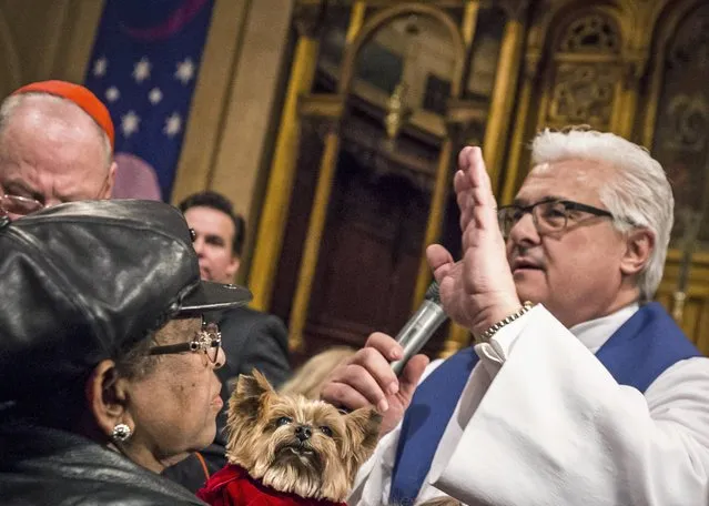 A dog is blessed by an church officials during the “Blessing of the Animals” at the Christ Church United Methodist in Manhattan, New York December 7, 2014. (Photo by Elizabeth Shafiroff/Reuters)