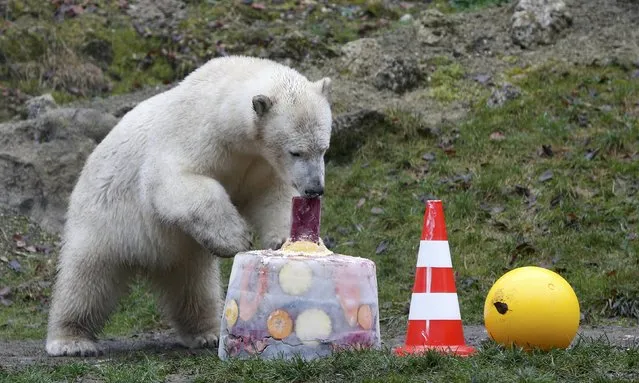 A polar bear eats an ice cake with fresh fruit and cream to celebrate its first birthday in an enclosure at Tierpark Hellabrunn zoo in Munich December 9, 2014. (Photo by Michaela Rehle/Reuters)