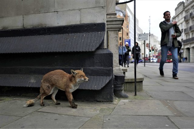 A fox stands along a street in the Central London, Wednesday, March. 1, 2023. (Photo by Kin Cheung/AP Photo)
