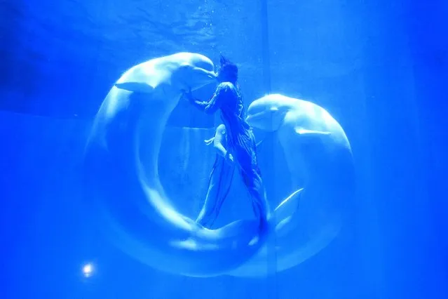 Beluga whales kiss their trainers during a performance at a aquarium in Harbin, Heilongjiang province, China, November 1, 2015. (Photo by Reuters/Stringer)