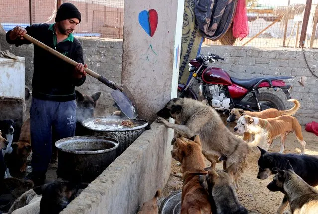 A man prepares food for dogs at Rooh shelter as animal shelters in Egypt are struggling after an increase in the cost of imported food and medicine, and a fall in donations, fueled by the devaluation of the Egyptian pound, at the Saqqara area, in Giza on the outskirts of Cairo, Egypt on January 22, 2023. (Photo by Mohamed Abd El Ghany/Reuters)