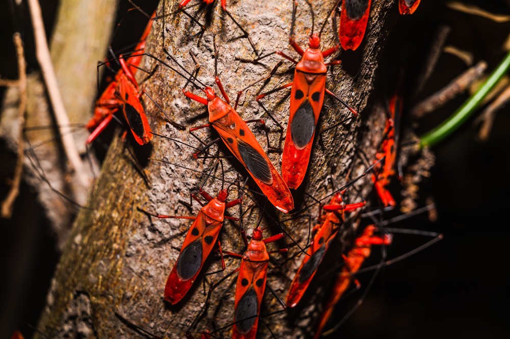 Some Photos: Insects