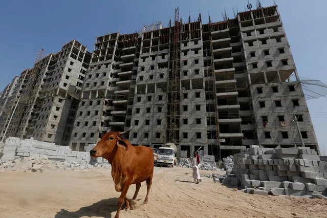 A man walks his cow in front of residential buildings under construction on the outskirts of Ahmedabad, India, February 29, 2016. (Photo by Amit Dave/Reuters)