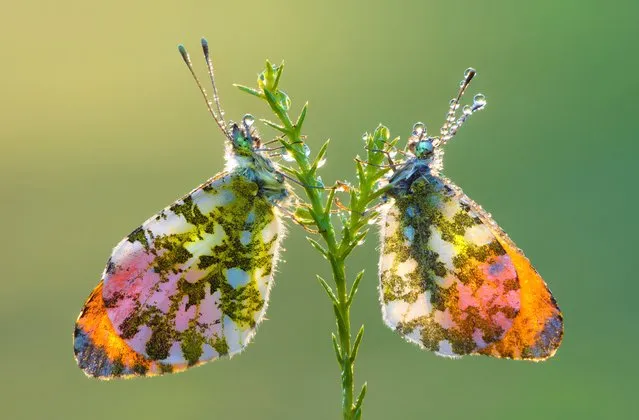 Twin butterflies sit opposite one another, July 2016. (Photo by Petar Sabol Sharpeye/Rex Features/Shutterstock)