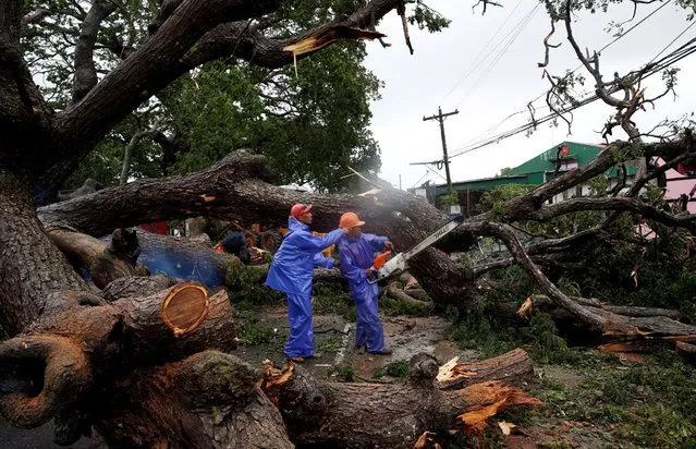 Government workers cut branches of an uprooted tree along a road after Typhoon Haima struck Laoag city, Ilocos Norte in northern Philippines, October 20, 2016. (Photo by Erik De Castro/Reuters)
