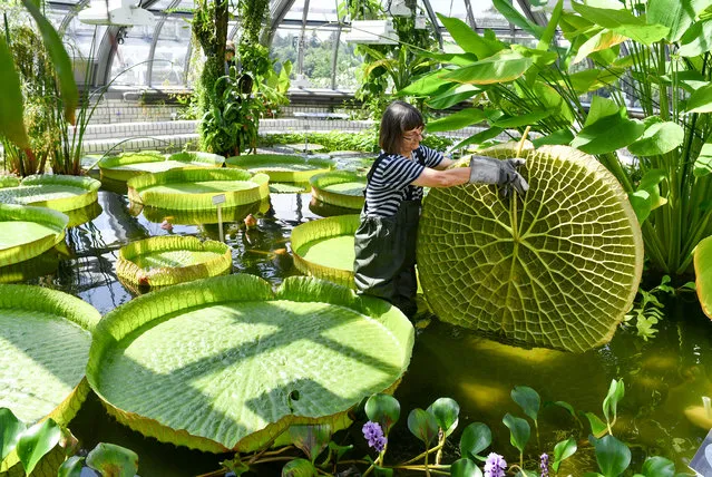 Gardener Roswitha Domine stands in a pond of the greenhouse at Berlin's Botanical Garden to inspect a large leaf of a Victoria water-lily on June 14, 2018, as last preparations are under way before the greenhouse's re-opening at the upcoming weekend following extensive resonstruction work. (Photo by Jens Kalaene/AFP Photo/DPA)