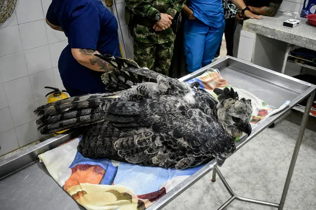 Handout picture released by the Colombian Army showing members of the Colombian Army checking on a rescued harpy eagle, in danger of extinction, in the municipality of Florencia, Caqueta Department, Colombia, on May 26, 2023. The wounded harpy eagle was first spotted on May 24 in Monoguette, Solita Municipality. According to veterinarians who treated it, it had what appeared to be a firearm wound in a wing. (Photo by Colombian Army/AFP Photo)