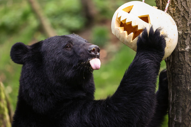 Baloo, an Asiatic black bear investigates a pumpkin at Five Sisters Zoo ahead of Halloween on October 24, 2024 in West Calder, Scotland. The Five Sisters Zoo outside Edinburgh is home to more than 160 different species from around the world, including rescued animals. (Photo by Jeff J. Mitchell/Getty Images)