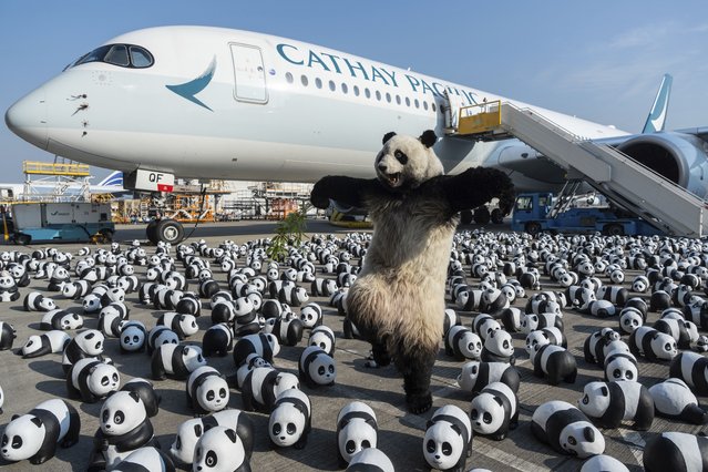 A panda mascot poses for photographs in front of the panda sculptures displayed at the Hong Kong International Airport during the welcome ceremony of the panda-themed exhibition “Panda Go!” in Hong Kong, Monday, December 2, 2024. (Photo by Chan Long Hei/AP Photo)
