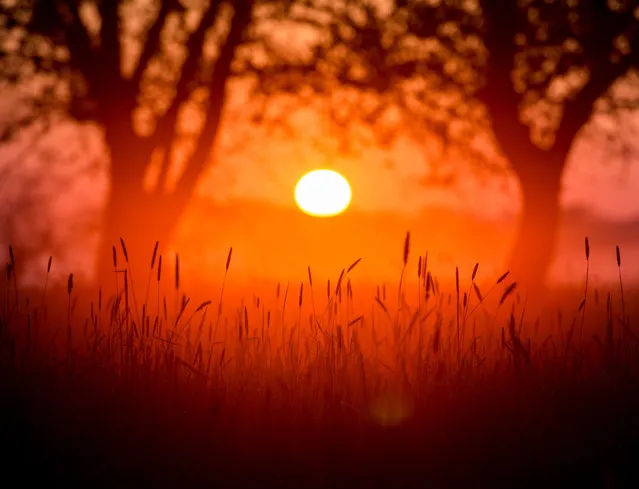 Colours of sunrise shine on the River Oder meadows, near of Reitwein im Oderbruch, Brandenburg, 06 May 2016. (Photo by Patrick Pleul/EPA)