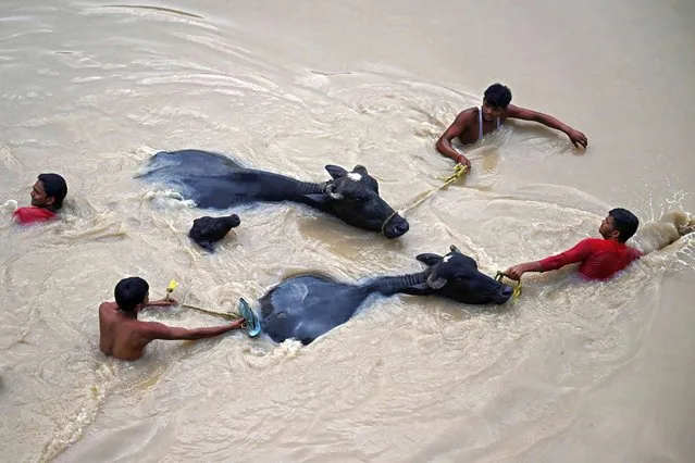 People carry bulls to safety as they wade through the flooded waters of Yamuna River after heavy monsoon rains in New Delhi on July 12, 2023. (Photo by Arun Sankar/AFP Photo)