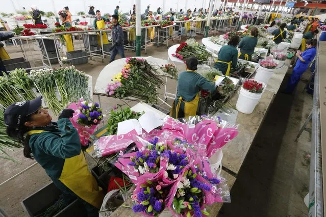 A Colombian flower grower organizes bouquets ahead of Valentine's Day in Subachoque, January 29, 2015. (Photo by John Vizcaino/Reuters)