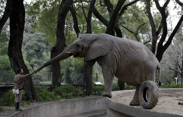 In this August 7, 2018 photo, Zoo Keeper Mariano Narvaez trains Pupy, and African elephant at the “eco-park” in Buenos Aires, Argentina. A giraffe and a rhinoceros recently died at the former Buenos Aires zoo. Conservationists say that it is the latest sign of a poorly planned attempt by the city government to turn the 140-year-old zoo into a park and relocate most of its 1,500 animals to sanctuaries. (Photo by Natacha Pisarenko/AP Photo)