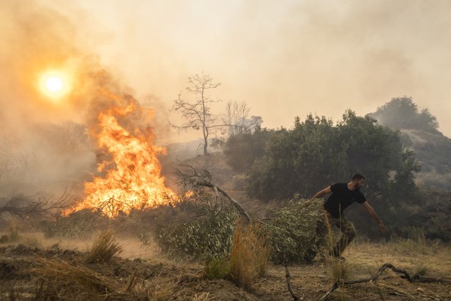 Ilias Kyriakou, 25, pulls an olive branch as a wildfire burns in Gennadi village, on the Aegean Sea island of Rhodes, southeastern Greece, on July 25, 2023. (Photo by Petros Giannakouris/AP Photo)
