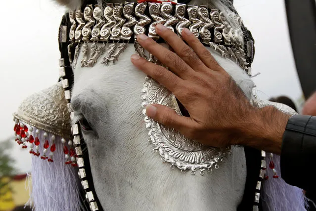 A Pakistani Shi'ite Muslim touches a horse during Chelum, a procession to mark the fortieth day after the death of Imam Hussain, grandson of the Prophet Muhammad, in Islamabad, Pakistan November 20, 2016. (Photo by Caren Firouz/Reuters)