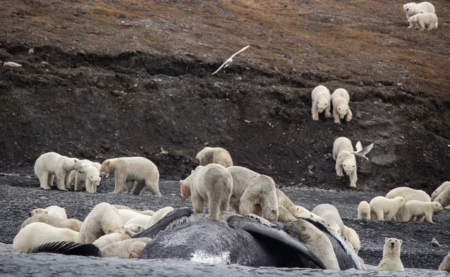 Tourists in the far eastern Russian Arctic spotted some 200 polar bears on September 19, 2017 roaming on a mountain slope where they had feasted on a whale carcass, but scientists see the gathering as a sign of the Arctic changing. (Photo by Max Stephenson/AFP Photo)