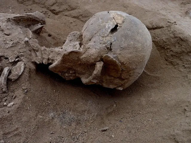 A handout photo provided by Nature on January 19, 2016 shows a detail of the skull of skeleton KNM-WT 71255 in situ. This skeleton was that of a man, found lying prone in the lagoon's sediments. The skull has multiple lesions on the front and on the left side, consistent with woundsfrom a blunt implement, such as a club. About 10,000 years ago, a small band of prehistoric men, women and children were captured by a rival clan and executed – tied up, shot with arrows, and beaten to death. (Photo by Marta Mirazon Lahr and Fabio Lahr/AFP Photo/Nature)