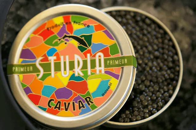 A tin can of Sturia caviar is seen at the caviar fish farming company “Sturgeon”, the leading French producer, in Saint-Genis-de-Saintonge, France, November 8, 2016. (Photo by Regis Duvignau/Reuters)