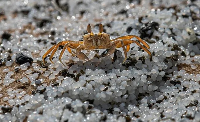 A crab roams on a beach polluted with polythene pellets that washed ashore from burning ship MV X-Press Pearl anchored off Colombo port at Kapungoda, out skirts of Colombo, Sri Lanka, Monday, May 31, 2021. The fire on the Singapore-flagged ship has been burning since May 20, ravaging the ship. Debris from the burning ship that has washed ashore is causing severe pollution on beaches. (Photo by Eranga Jayawardena/AP Photo)