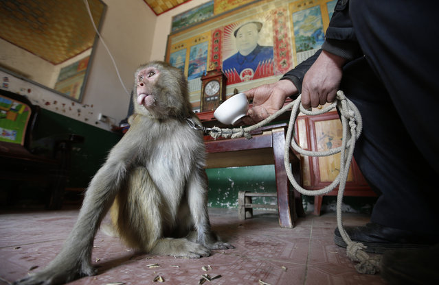 Folk artist Zhang Zhijiu's performance monkey reacts after drinking hot water in his living room at Baowan village, in Xinye county of China's central Henan province, February 3, 2016. (Photo by Jason Lee/Reuters)