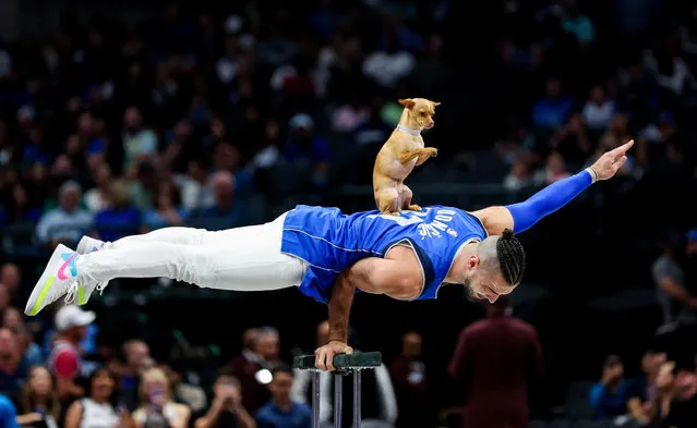 Chihuahua Scooby and acrobat Christian Stoinev perform during the game between the Dallas Mavericks and Toronto Raptors at American Airlines Center in Dallas, Texas on November 8, 2023. (Photo by Kevin Jairaj/USA TODAY Sports)