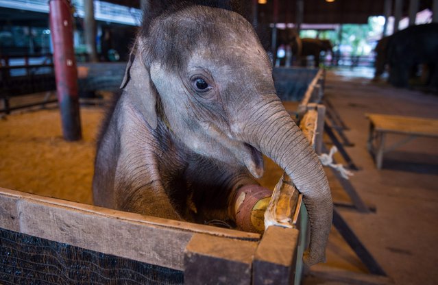Six month- old baby elephant “Clear Sky” stands on her hind legs in her corral at the Nong Nooch Tropical Garden park in Chonburi on January 5, 2017 before she is taken to a veterinary clinic for a hydrotherapy session. (Photo by Roberto Schmidt/AFP Photo)
