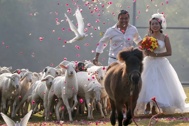 Groom David Leslie Chesterman, from England, and his bride Charunee Koydun run among animals during a wedding ceremony ahead of Valentine's Day at a resort in Ratchaburi province, Thailand, February 13, 2016. (Photo by Athit Perawongmetha/Reuters)