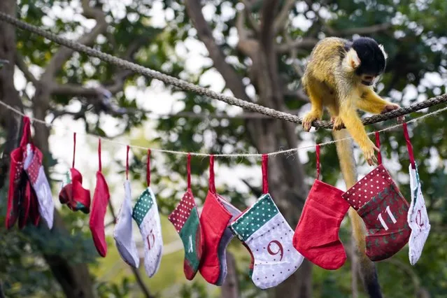 A squirrel monkey eats food from a Christmas sock themed advent calendar, during a photocall at the London Zoo, in London, Thursday, November 30, 2023.(Photo by Alberto Pezzali/AP Photo)