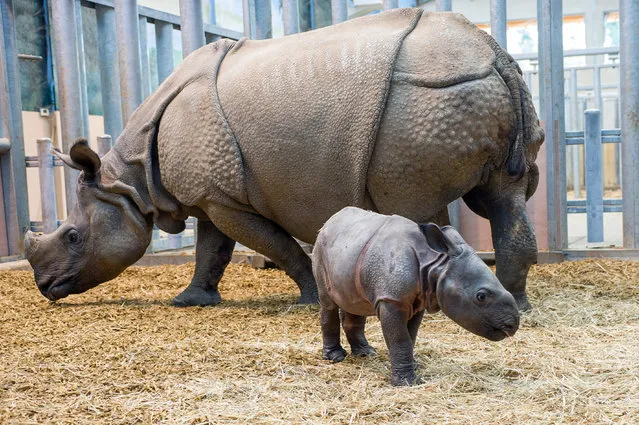 Photo shows Salyane, a baby female Indian rhinoceros born on November 7, 2013, standing next to her mother at the Zooparc of Beauval in Saint-Aignan, central France, on November 20, 2013. (Photo by Guillaume Souvant/AFP Photo)