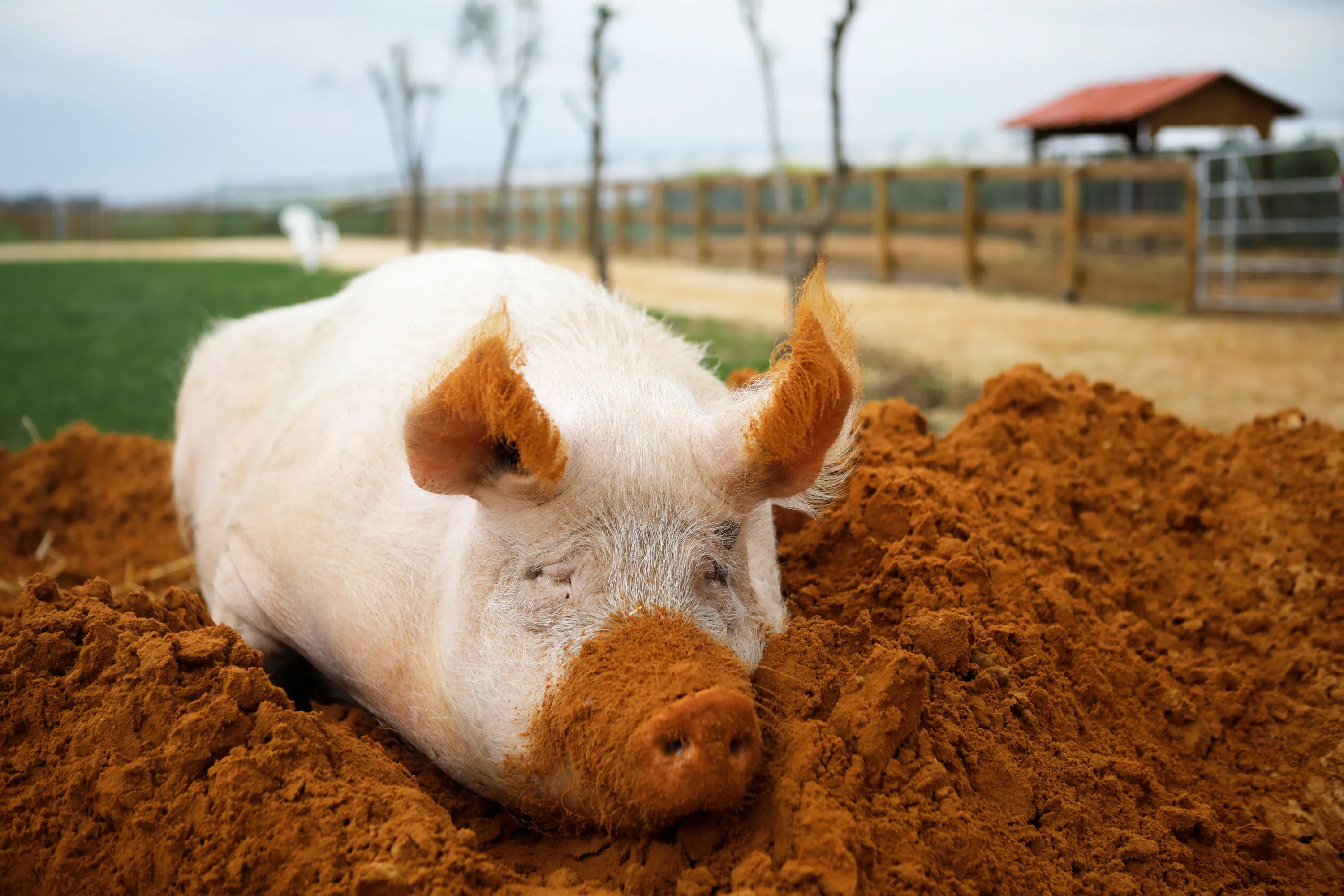 Чистое животное в мире. Чистая свинья. Свиньи самые чистые животные. Свиньи самые чистоплотные животные.