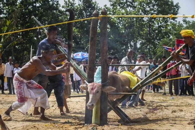 A priest raises his sword to sacrifice a buffalo at a temple of Hindu goddess Durga at Rani village on the outskirts of Gauhati, India, Wednesday, October 13, 2021. Participants in the five-day Durga Puja festival believe the animal sacrifice brings prosperity and good health. (Photo by Anupam Nath/AP Photo)