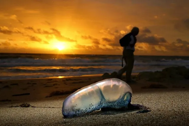 A Portuguese man-of-war sits on Midtown Beach in Palm Beach at sunrise, on February 5, 2014. (Photo by Lannis Waters/The Palm Beach Post)