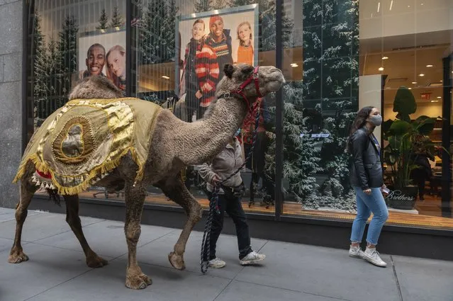A camel is escorted down the street to the Radio City Music Hall as the camels, sheep and donkey return for their featured role in the “Living Nativity” scene in the 2021 production of the “hristmas Spectacular starring the Radio City Rockettes, on November 2, 2021 in New York City. The “Living Nativity” scene has been a part of the production since its inception in 1933. (Photo by Angela Weiss/AFP Photo)