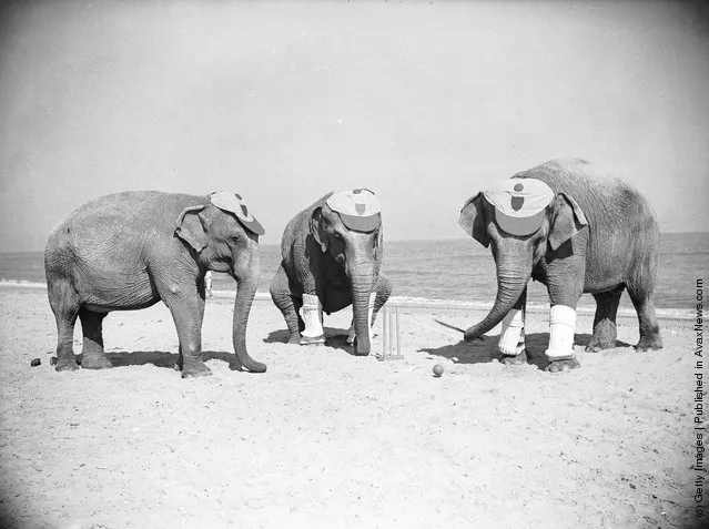 1936: Three Powers elephants astound the holidaymakers at Skegness with a very professional game of cricket