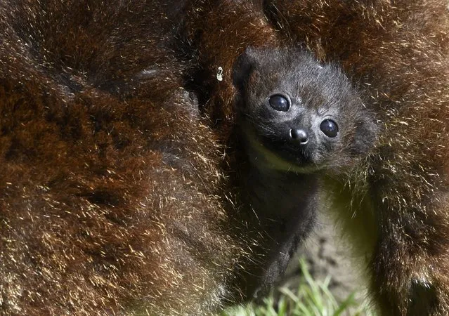 A three week old Red-Bellied Lemur hangs on to its mother at Anna Ryder Richardson's Welsh Zoo in Tenby, Wales, Britain May 15, 2015. The zoo has waited five years for a baby lemur to be born as the animals prove difficult to rear in captivity. (Photo by Rebecca Naden/Reuters)