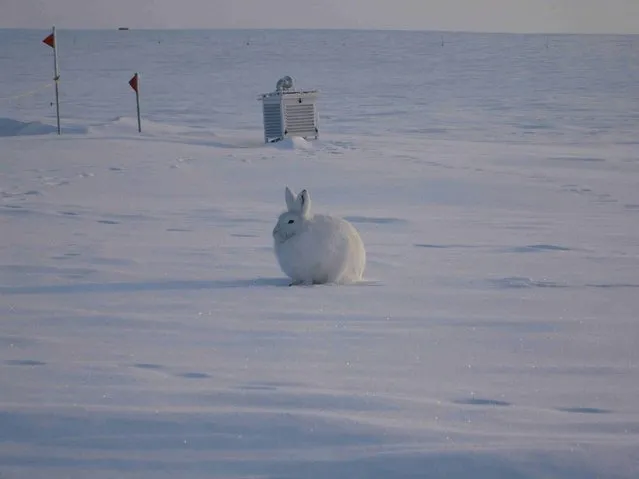 Arctic Hare