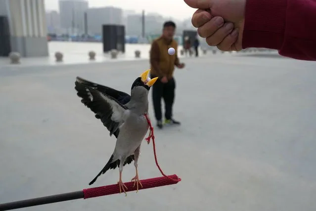 A wutong bird catches beads in its beak, training for a Beijing tradition that dates back to the Qing Dynasty, outside a stadium in Beijing, Tuesday, March 26, 2024. (Photo by Ng Han Guan/AP Photo)