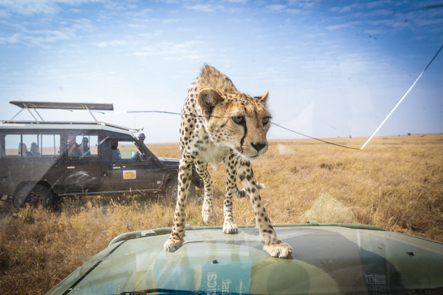 The cheetah peers inside the car to see who is inside. (Photo by Bobby-Jo Clow/Caters News)