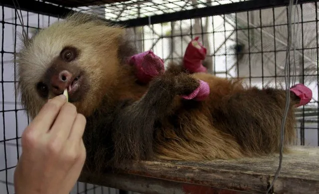 A veterinarian gives food to a wounded sloth at the Animal Rescue ZooAve in Alajuela May 20, 2015. The National Animal Health Service the Ministry of Environment and Energy have joined forces with the Humane Society International (HSI) to support animal welfare programs, following the increase in violence who are suffering pets and wildlife in the country. Costa Rica has a bill that penalizes animal abuse that has been stalled in Congress, according to local media. (Photo by Juan Carlos Ulate/Reuters)