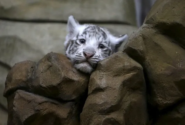 A newly born Indian white tiger cub rests in its enclosure at Liberec Zoo, Czech Republic, April 25, 2016. (Photo by David W. Cerny/Reuters)