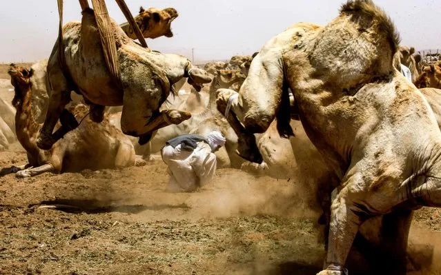 A camel struggles with bondage rope as another is lifted by a mobile crane to be loaded into a waiting truck headed to the border with Egypt where the animal was meant to be sold, at El-Molih camel market west of the Sudanese capital's twin city of Omdurman on July 10, 2019. In El-Molih, a vast swathe of desert about 100 kilometres (63 miles) from the Sudanese capital, dozens of camel traders remain untouched by the country's biggest political upheaval in decades. El-Molih is well known among tourists visiting the northeast African country, with its daily camel market a hit among visitors. Some camels are to sent to slaughter houses, while the priced ones in the Gulf countries to take part in races. (Photo by Ashraf Shazly/AFP Photo)