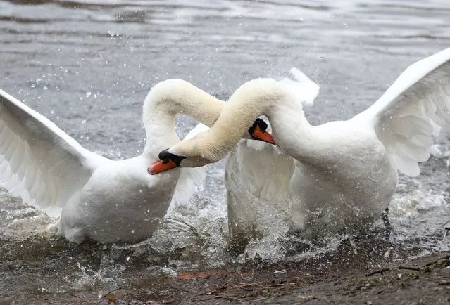 A pair of Swans fight in St James's Park in London, Britain, February 3, 2022. (Photo by Henry Nicholls/Reuters)