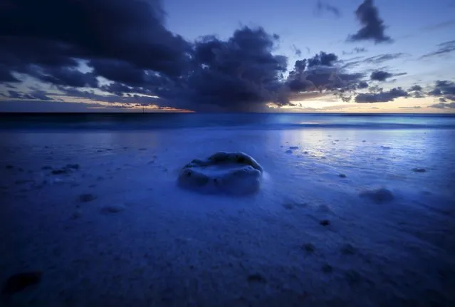 A reef shell lies on a beach as the sun sets on Lady Elliot Island located north-east of the town of Bundaberg in Queensland, Australia, June 10, 2015. (Photo by David Gray/Reuters)