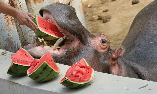 A hippopotamus eats chilled watermelons at a zoo on July 29, 2019 in Yantai, Shandong Province of China. (Photo by Tang Ke/VCG via Getty Images)