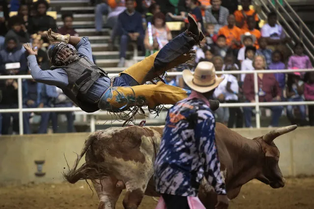 Jimmy Patterson is thrown from his bull at the Bill Pickett Invitational Rodeo on March 31, 2017 in Memphis, Tennessee. (Photo by Scott Olson/Getty Images)
