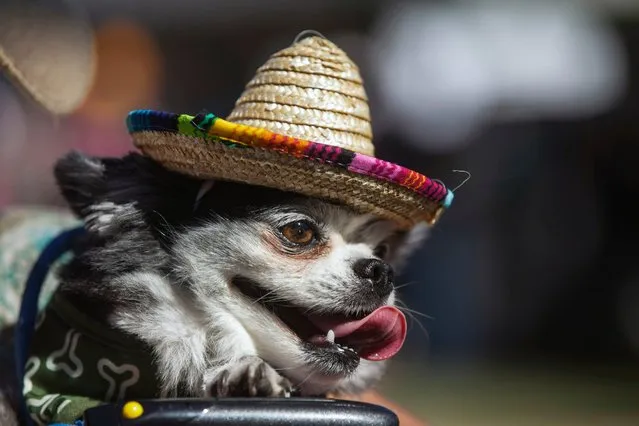 A chihuahua named Benito wears a Mexican sombrero during the Chihuahua races held for the Si Se Puede Foundation's Cinco de Mayo Festival in Chandler, Ariz. on May 3, 2014. (Photo by Samantha Sais/Reuters)