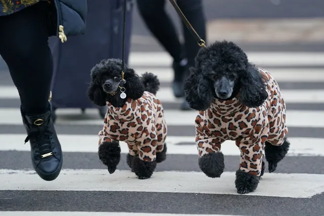 A woman walks miniature poodles into the first day of the Crufts Dog Show at the Birmingham National Exhibition Centre (NEC) on Thursday, March 10, 2022. (Photo by Jacob King/PA Images via Getty Images)